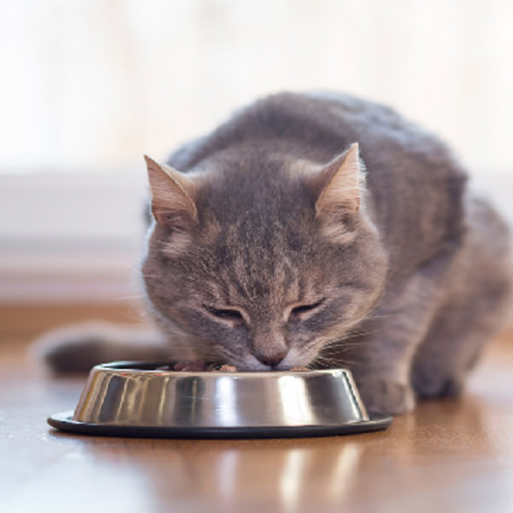 NEKKO JELLY (70g) Pate Cho Mèo Trưởng Thành Vị Cá Ngừ Nhiều Topping