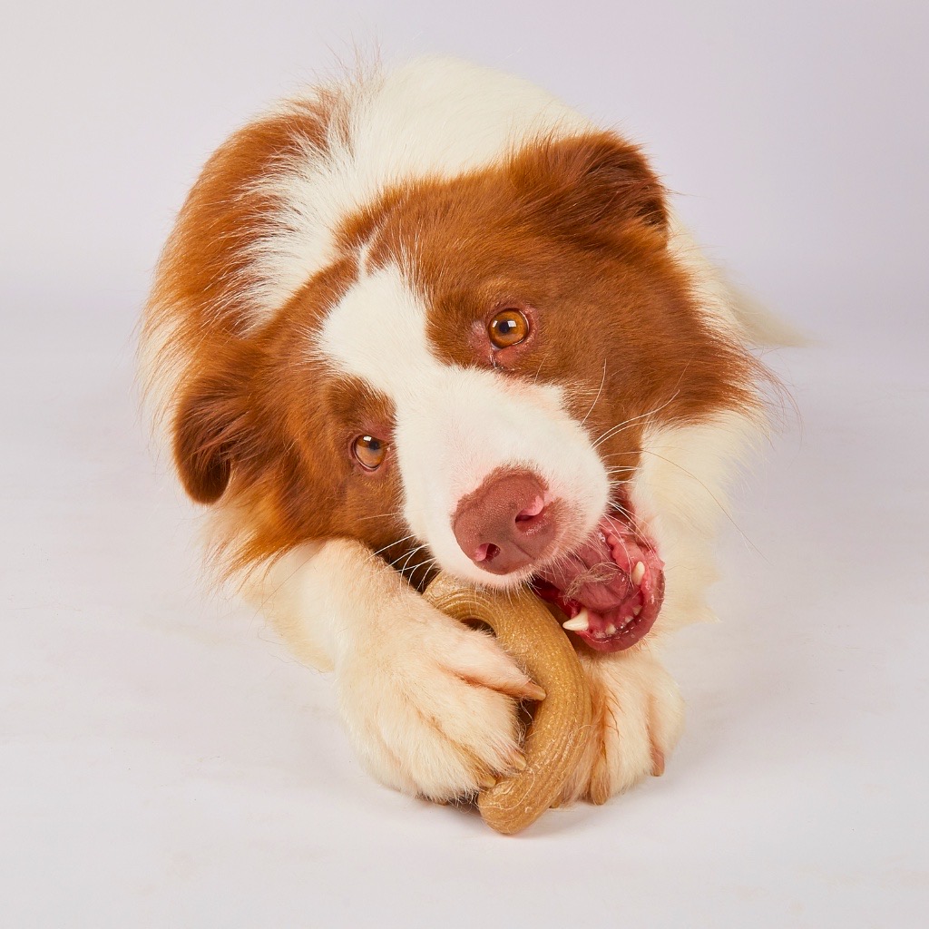 FOFOS Đồ Chơi Sừng Hươu Cao Su Cho Chó