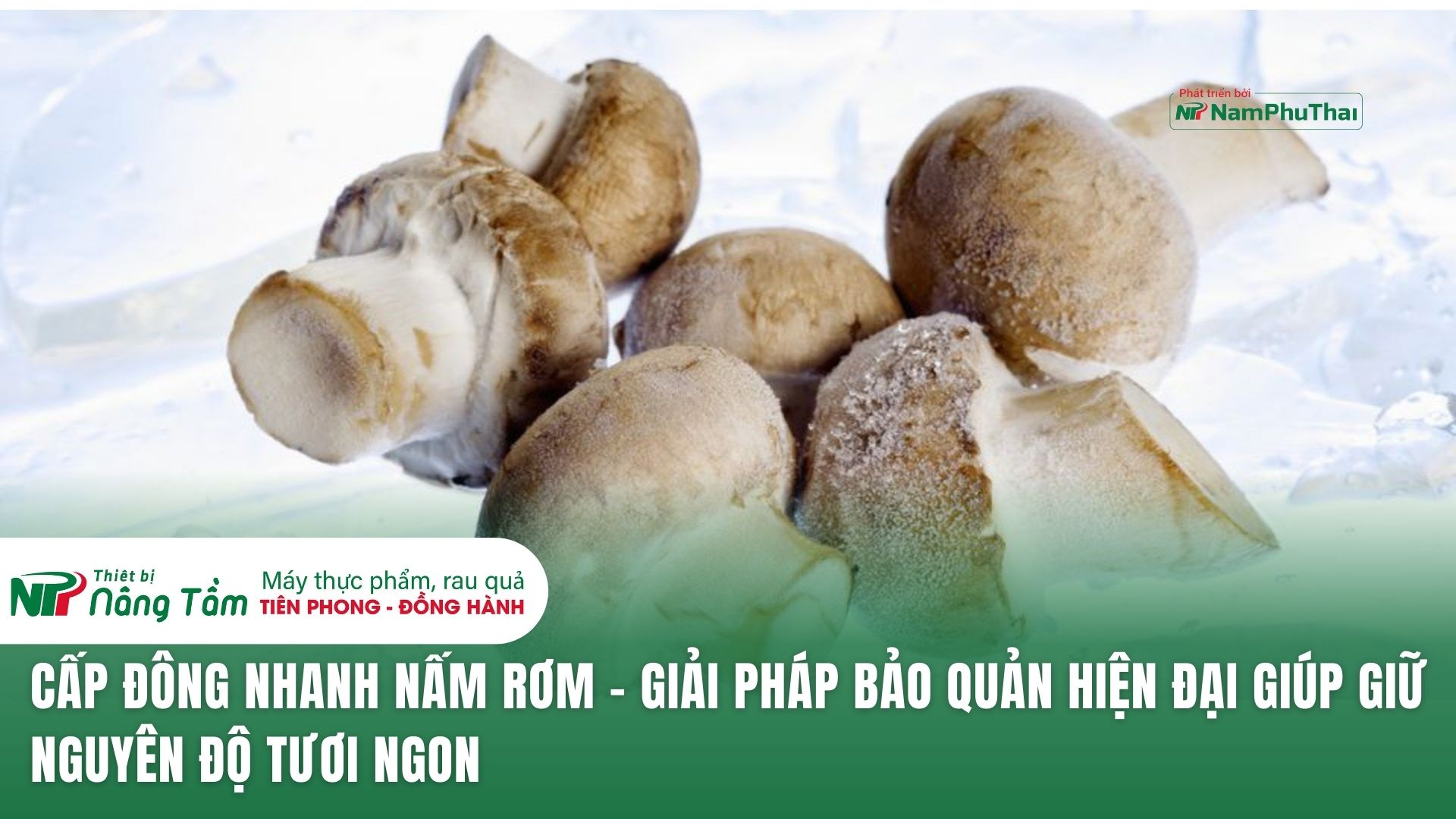 Cấp đông nhanh nấm rơm – Giải pháp bảo quản hiện đại giúp giữ nguyên độ tươi ngon