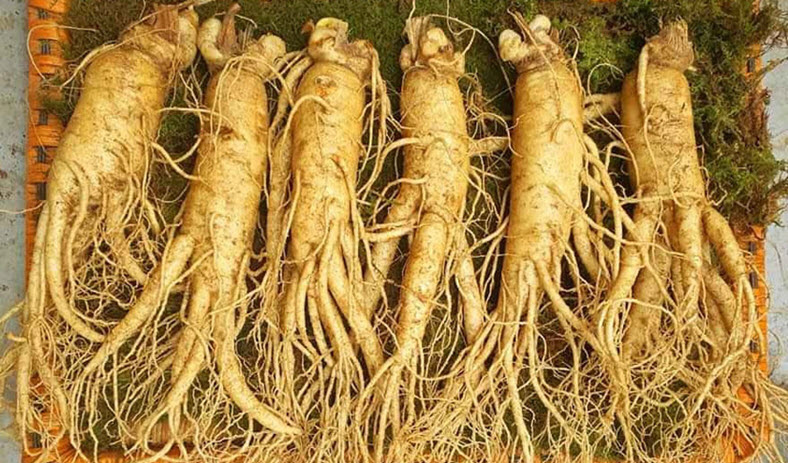 Nên chọn mua nhân sâm tươi Hàn Quốc loại mấy củ là tốt nhất