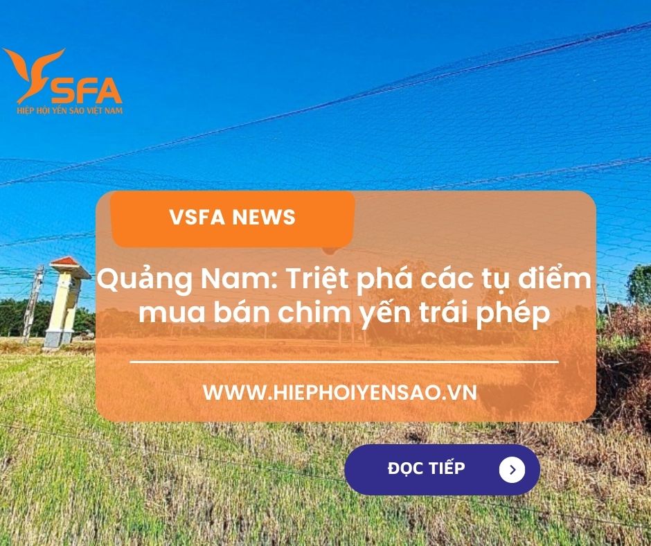 Quảng Nam: Triệt phá các tụ điểm mua bán chim yến trái phép