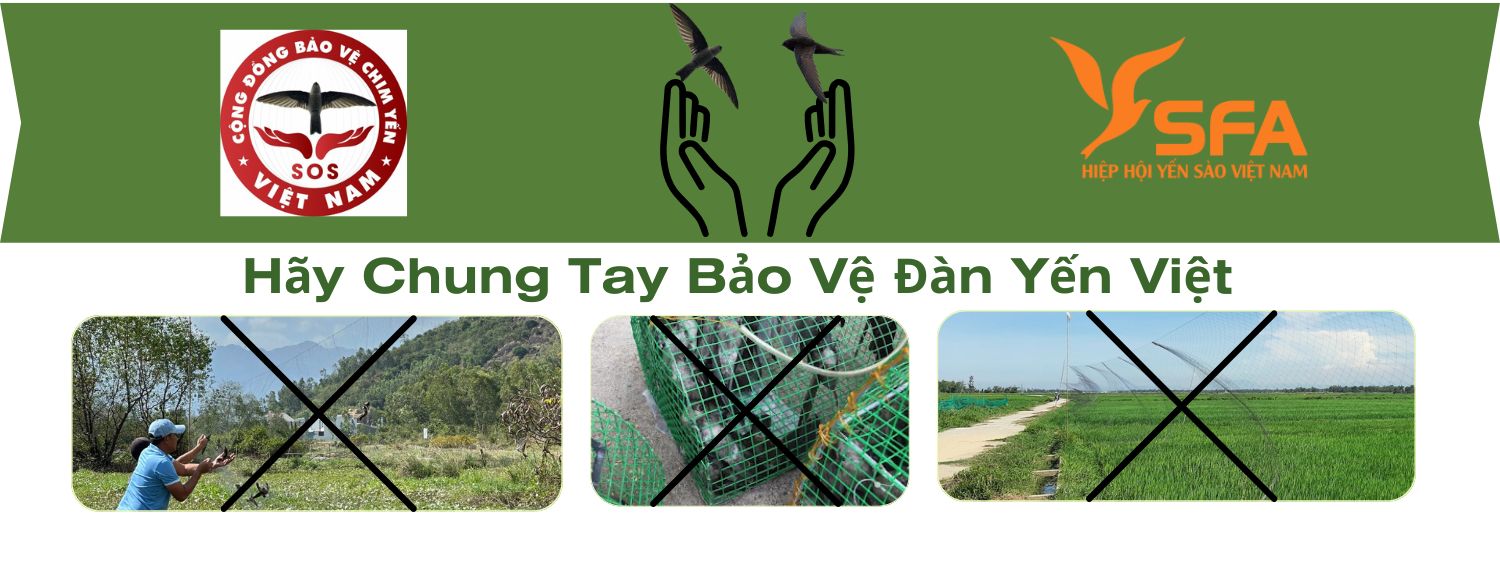 Báo động suy giảm đàn chim yến