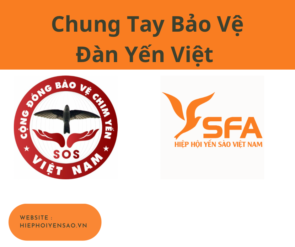 Vấn nạn “ Săn Bẫy Chim Yến” cần chung tay bảo vệ ngăn chặn kịp thời