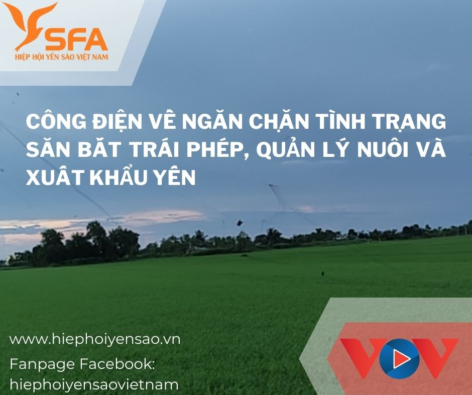Công điện về ngăn chặn tình trạng săn bắt trái phép, quản lý nuôi và xuất khẩu yến