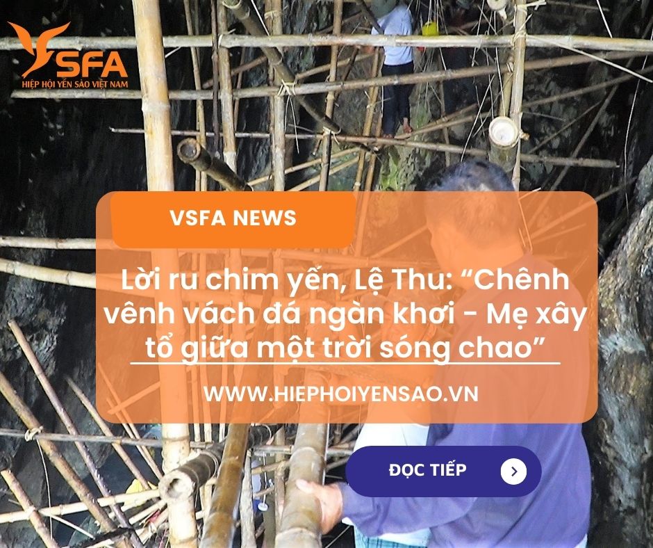 Lời ru chim yến, Lệ Thu: “Chênh vênh vách đá ngàn khơi - Mẹ xây tổ giữa một trời sóng chao”