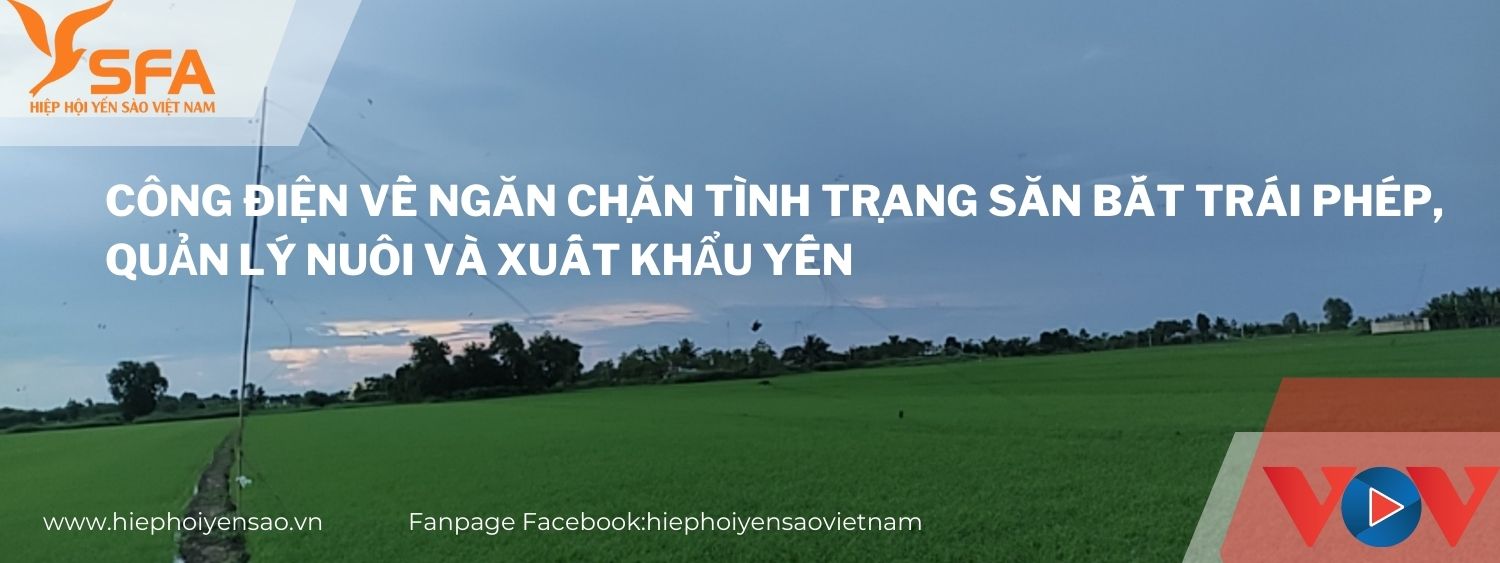 Công điện về ngăn chặn tình trạng săn bắt trái phép, quản lý nuôi và xuất khẩu yến