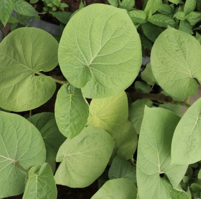 Lá Dổi Đất – Rau Gia Vị Núi Rừng Thơm Lạ, Tốt Cho Sức Khỏe