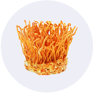 Đông Trùng Hạ Thảo