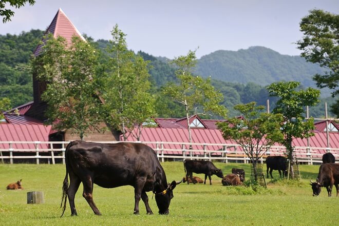 Bò Wagyu và Bò Angus Sự So Sánh Toàn Diện