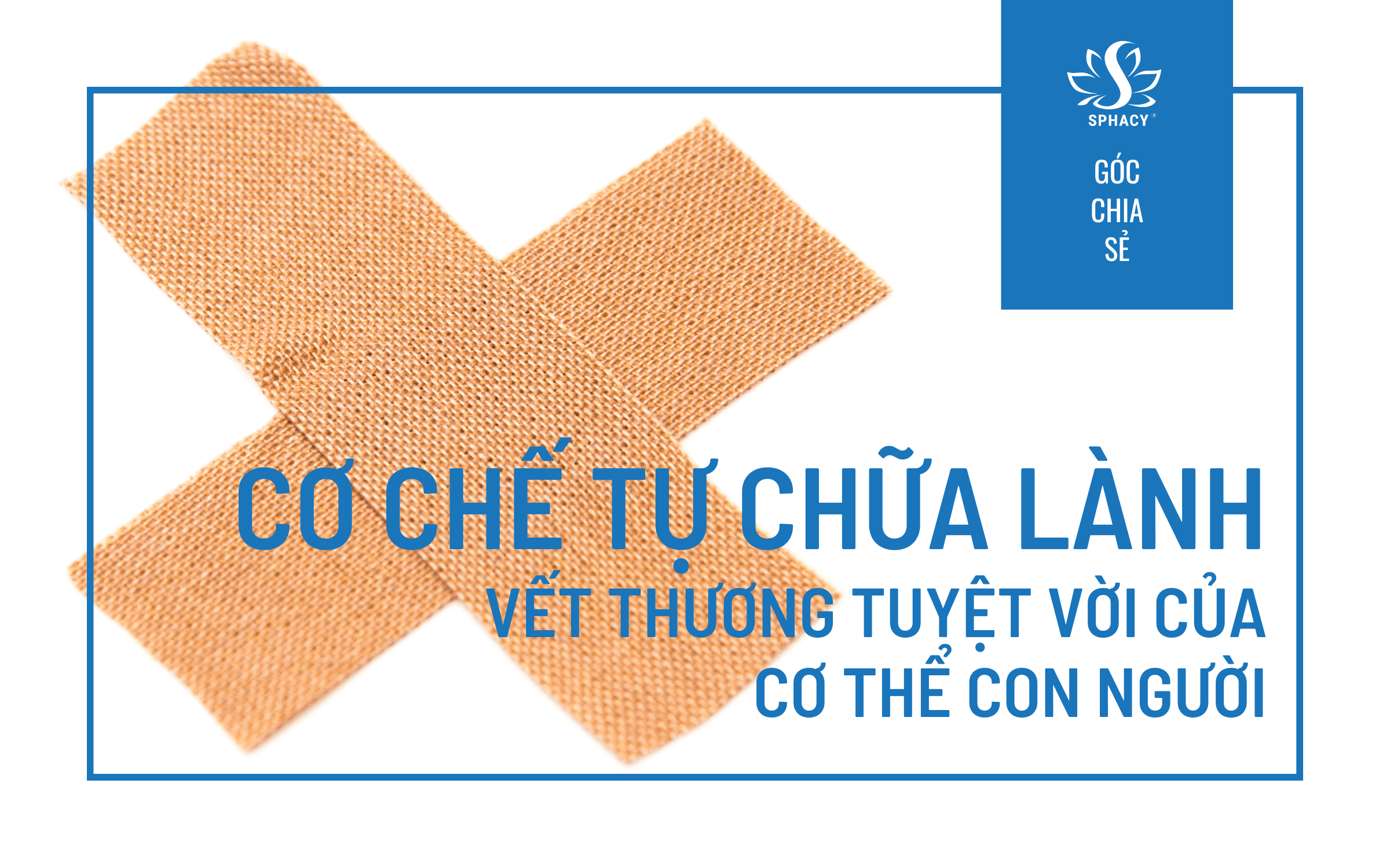 CƠ THỂ TỰ CHỮA LÀNH VẾT THƯƠNG NHƯ THẾ NÀO?