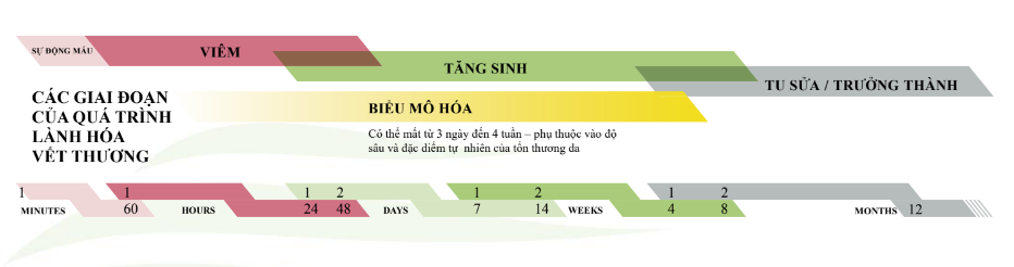 Cơ thể tự chữa lành vết thương thế nào