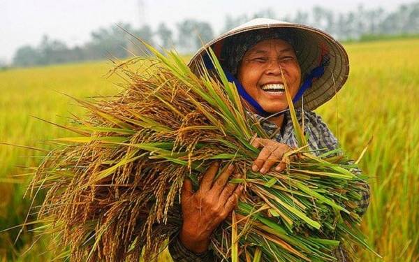 Giải pháp canh tác lúa – Thu hoạch