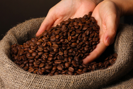 Giải pháp canh tác cây cà phê: kỹ thuật đất trồng và chăm sóc