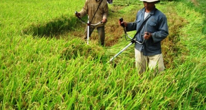 GIẢI PHÁP CHĂM SÓC CÂY CAO SU: LÀM CỎ, TỈA CHỒI VÀ PHÒNG CHỐNG CHÁY