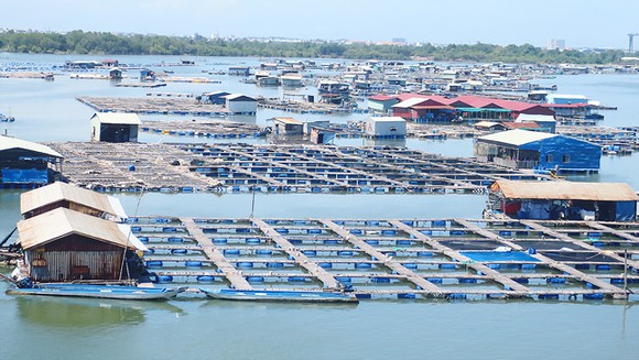 Giải Pháp Nguồn Nước Trong Chăn Nuôi: Hướng Dẫn Sử Dụng Máy Bơm Nước Trong Vệ Sinh Chuồng Trại