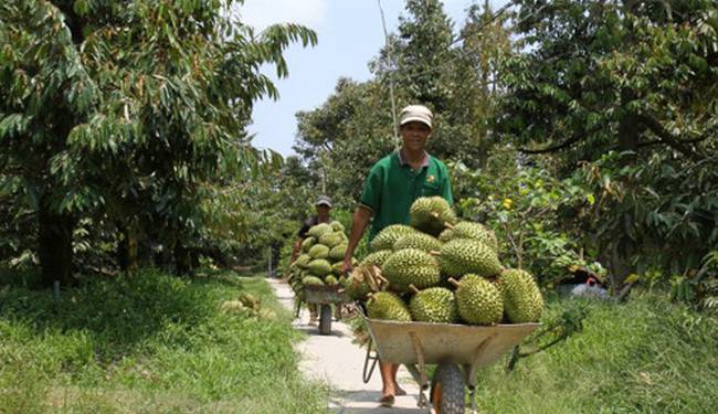 Giải pháp canh tác sầu riêng – Đất và trồng mới