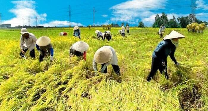 Giải pháp canh tác lúa – Làm đất và chọn giống lúa