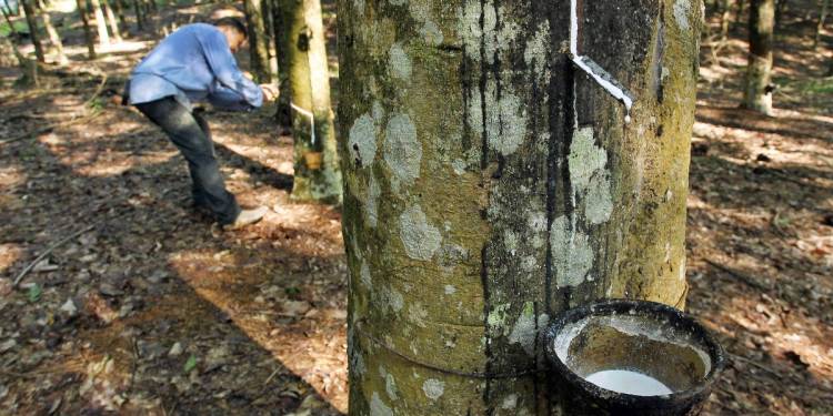 Giải pháp chăm sóc cây cao su – Cắt, tỉa và trừ sâu bệnh