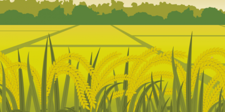 Giải pháp canh tác lúa – Quản lý nước và phòng trừ sâu bệnh