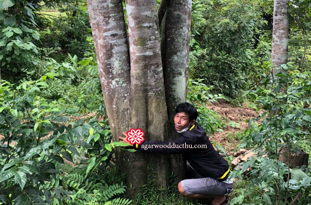 Agarwood tree,