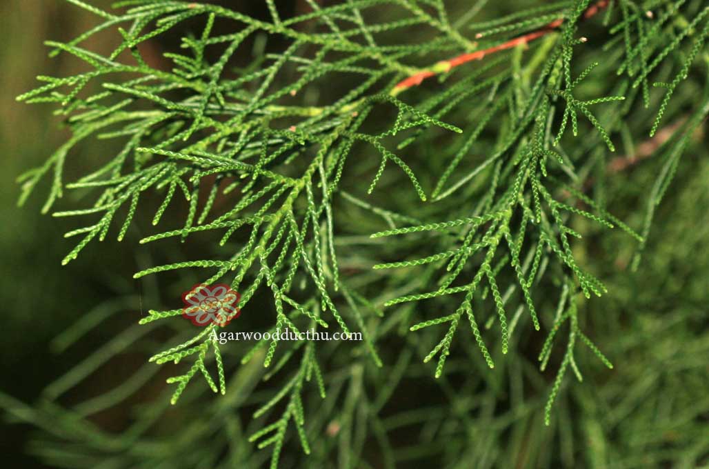 Cupressus Torulosa