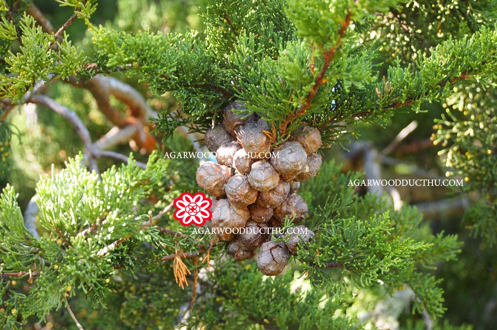 green cypress wood powder
