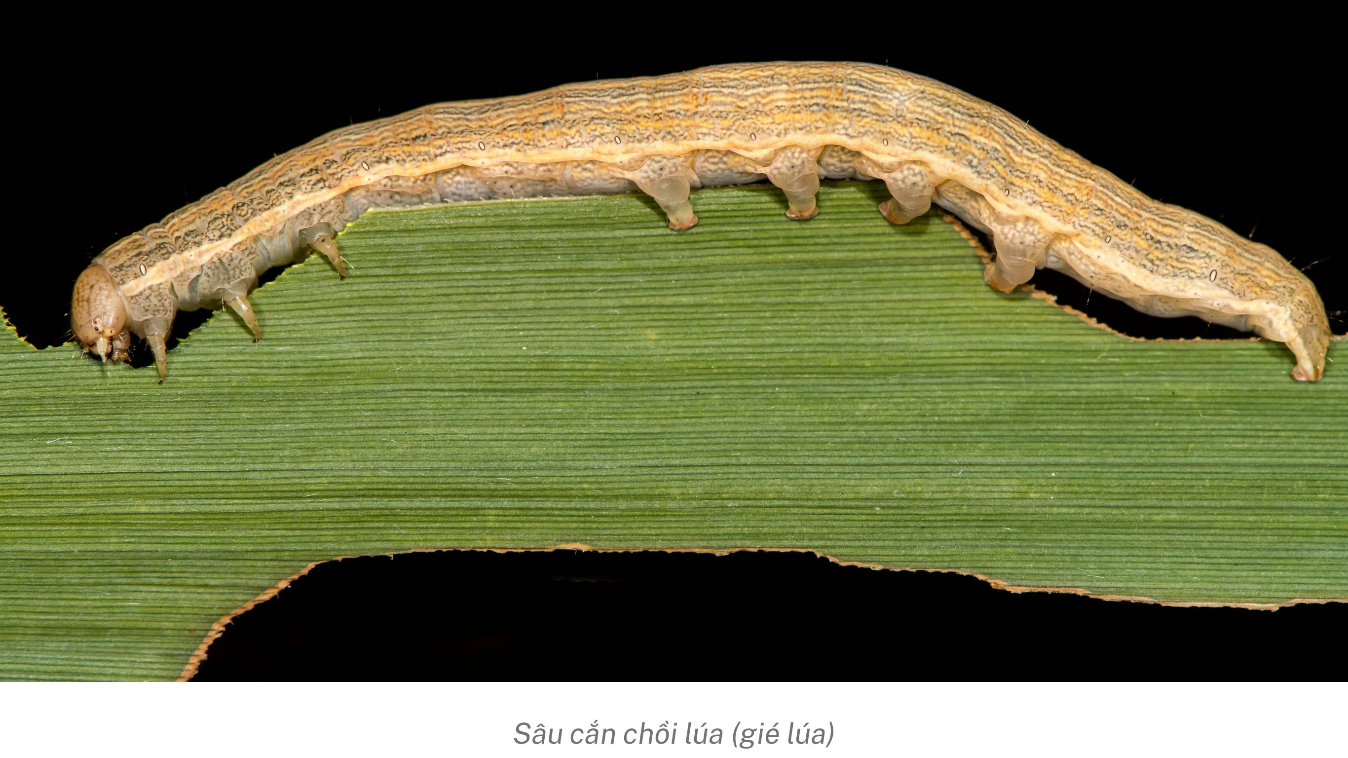 Sâu cắn chồi lúa, gié lúa