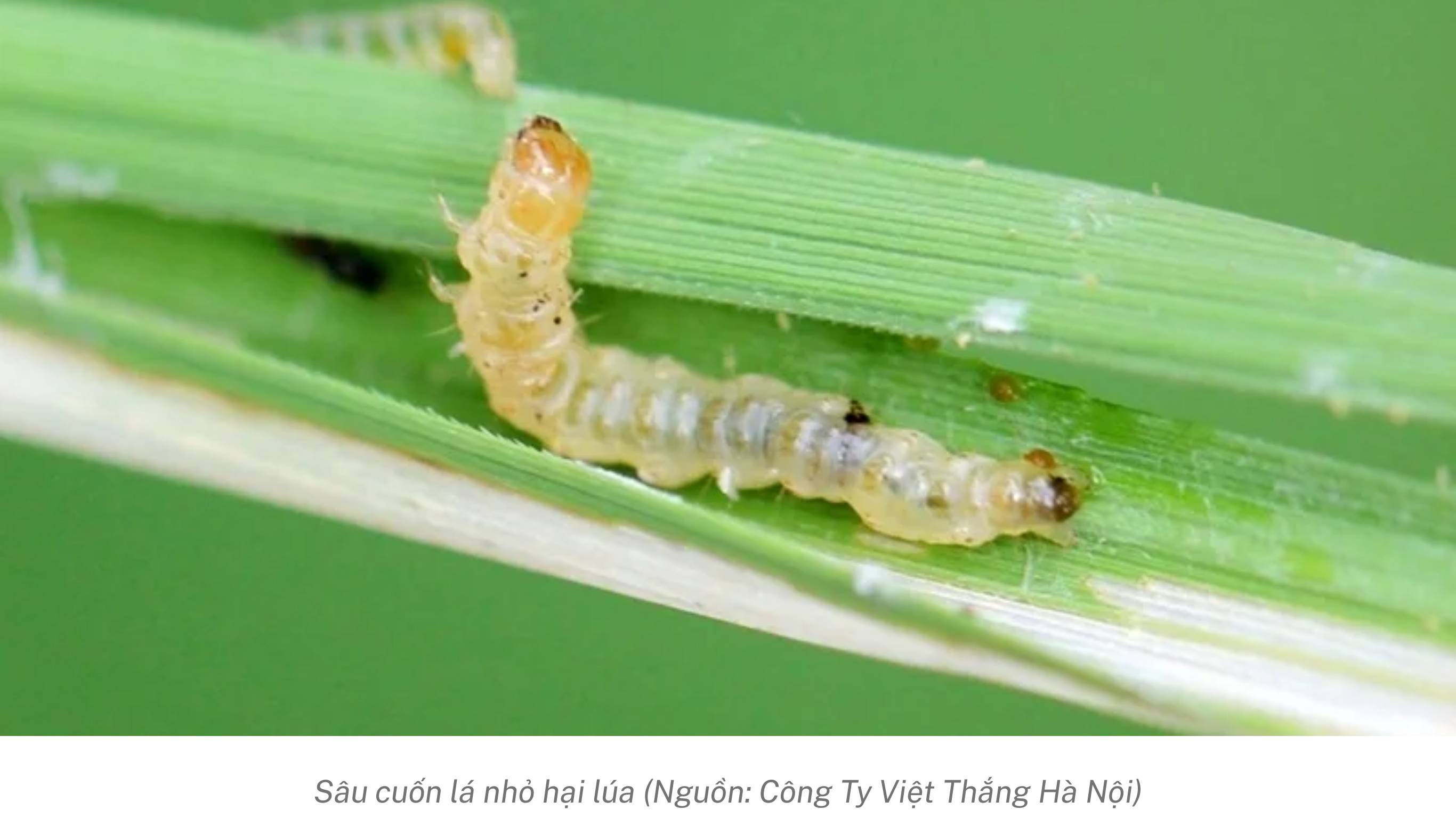 Sâu cuốn lá hại cây lúa
