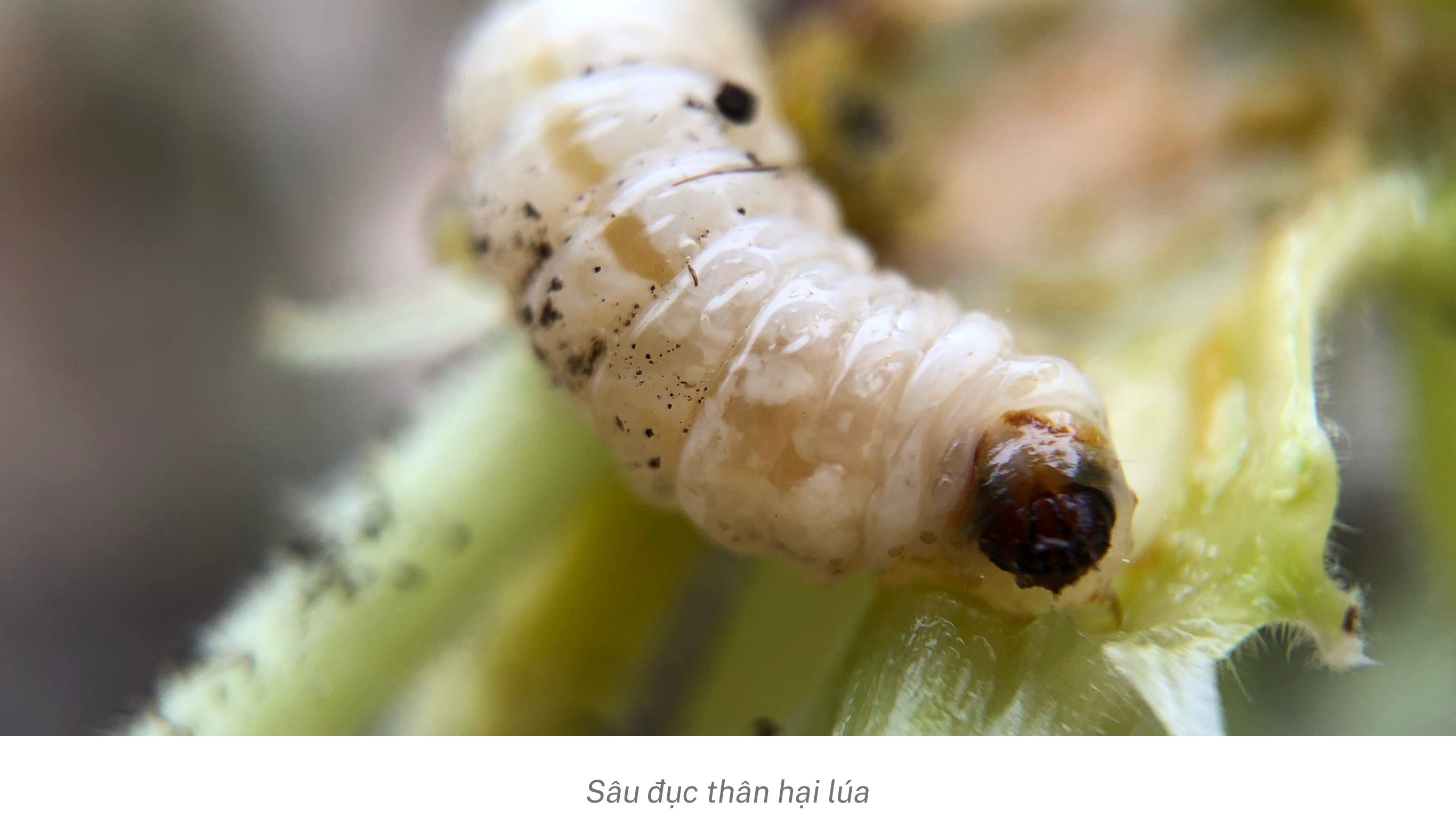 Sâu đục thân hại cây lúa