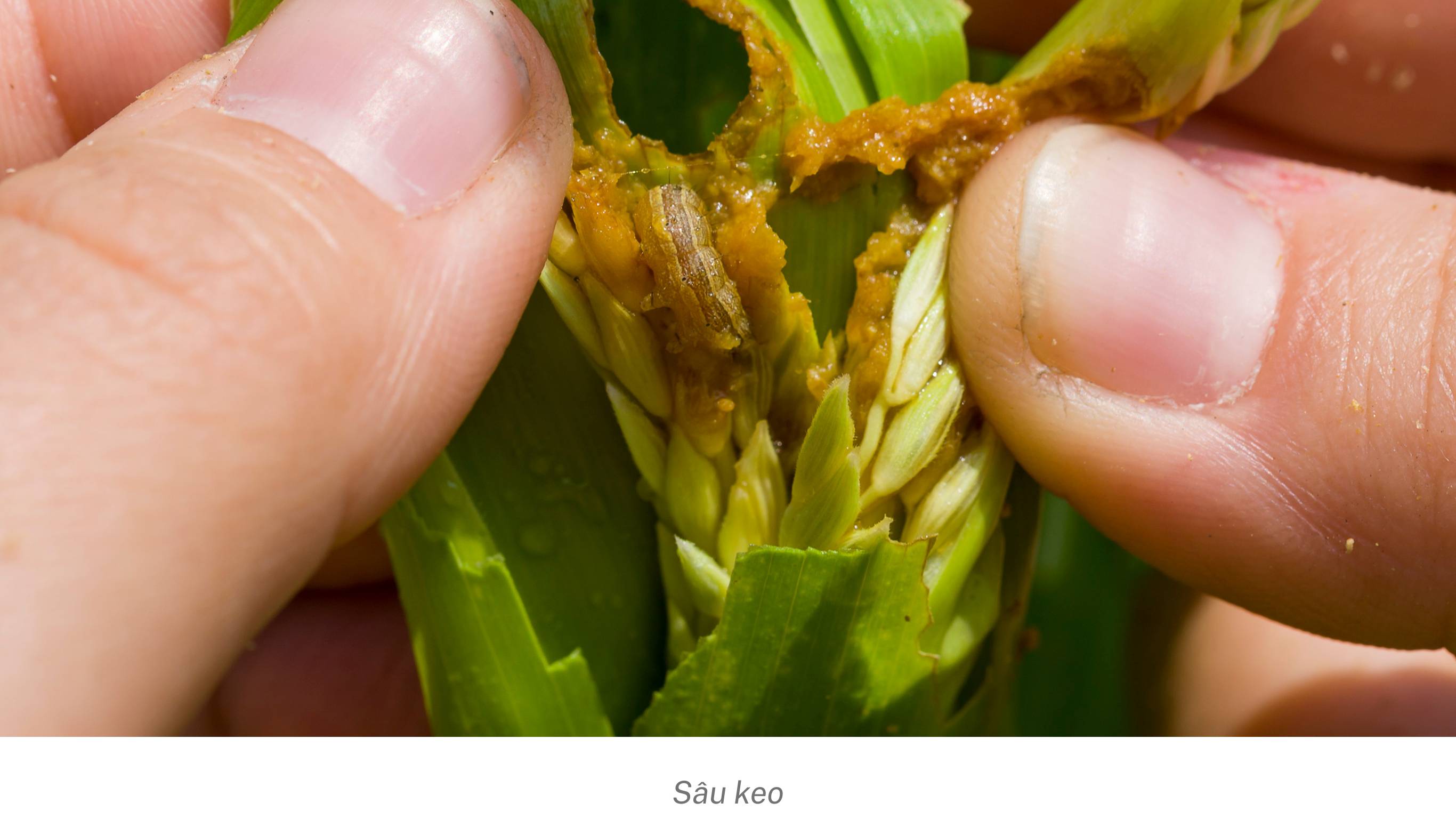 Sâu keo hại cây trồng