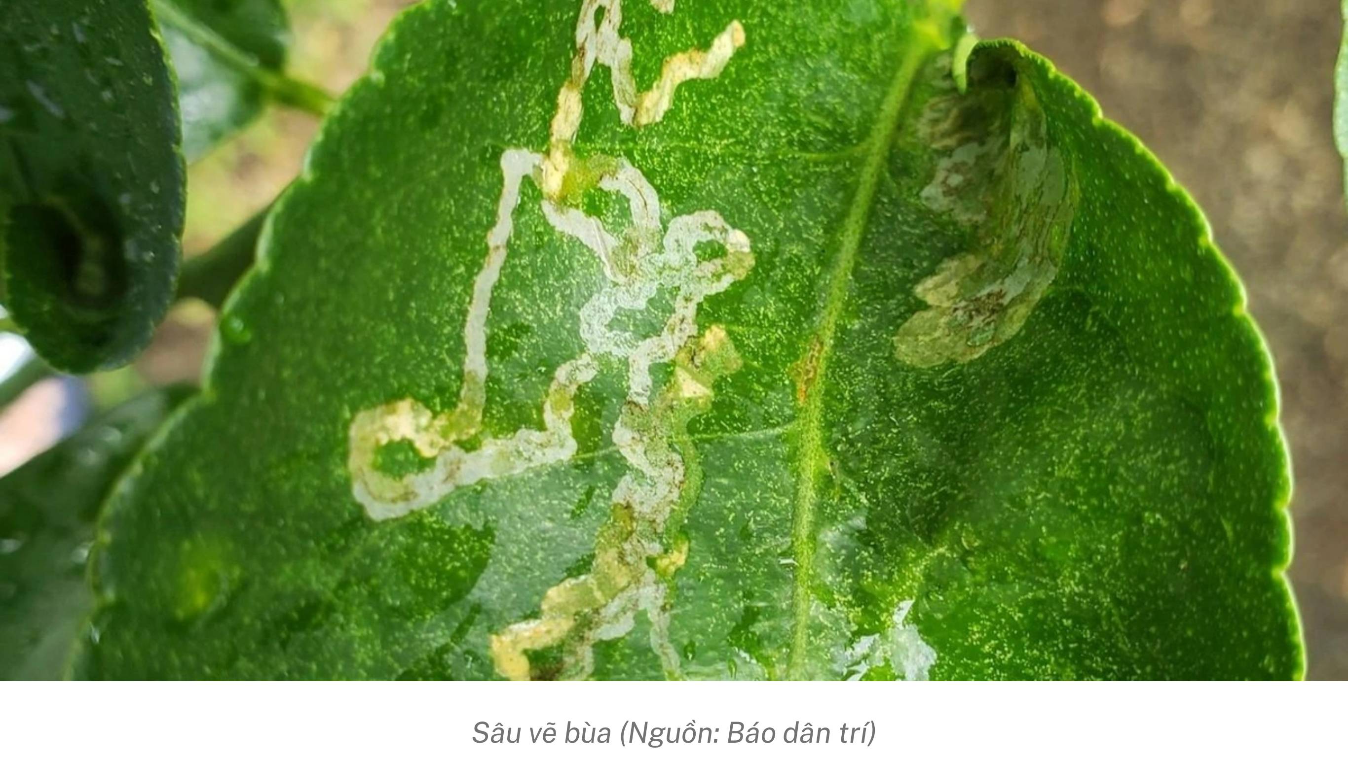 Sâu vẽ bùa ăn lá