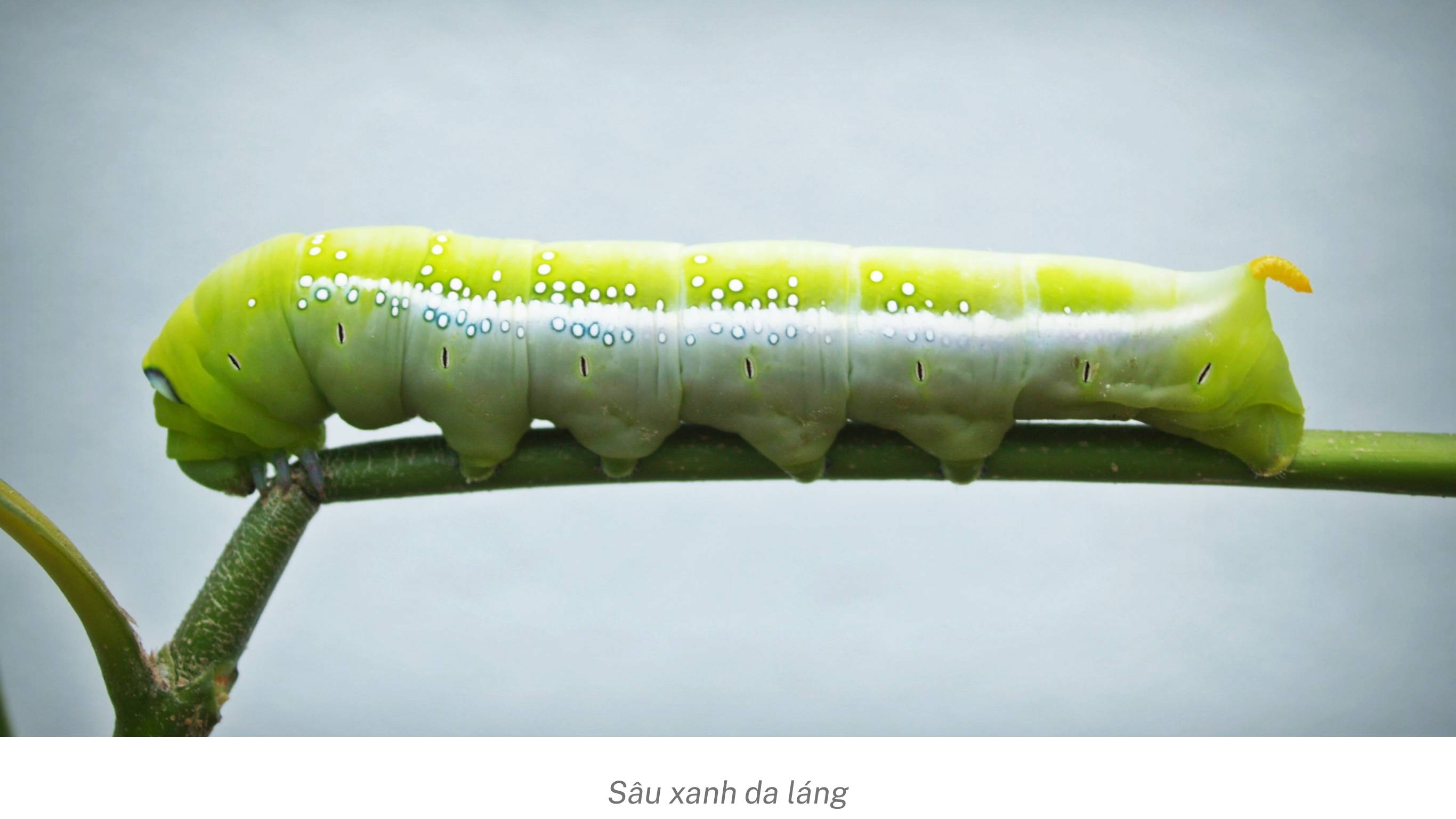 Sâu xanh da láng ăn lá