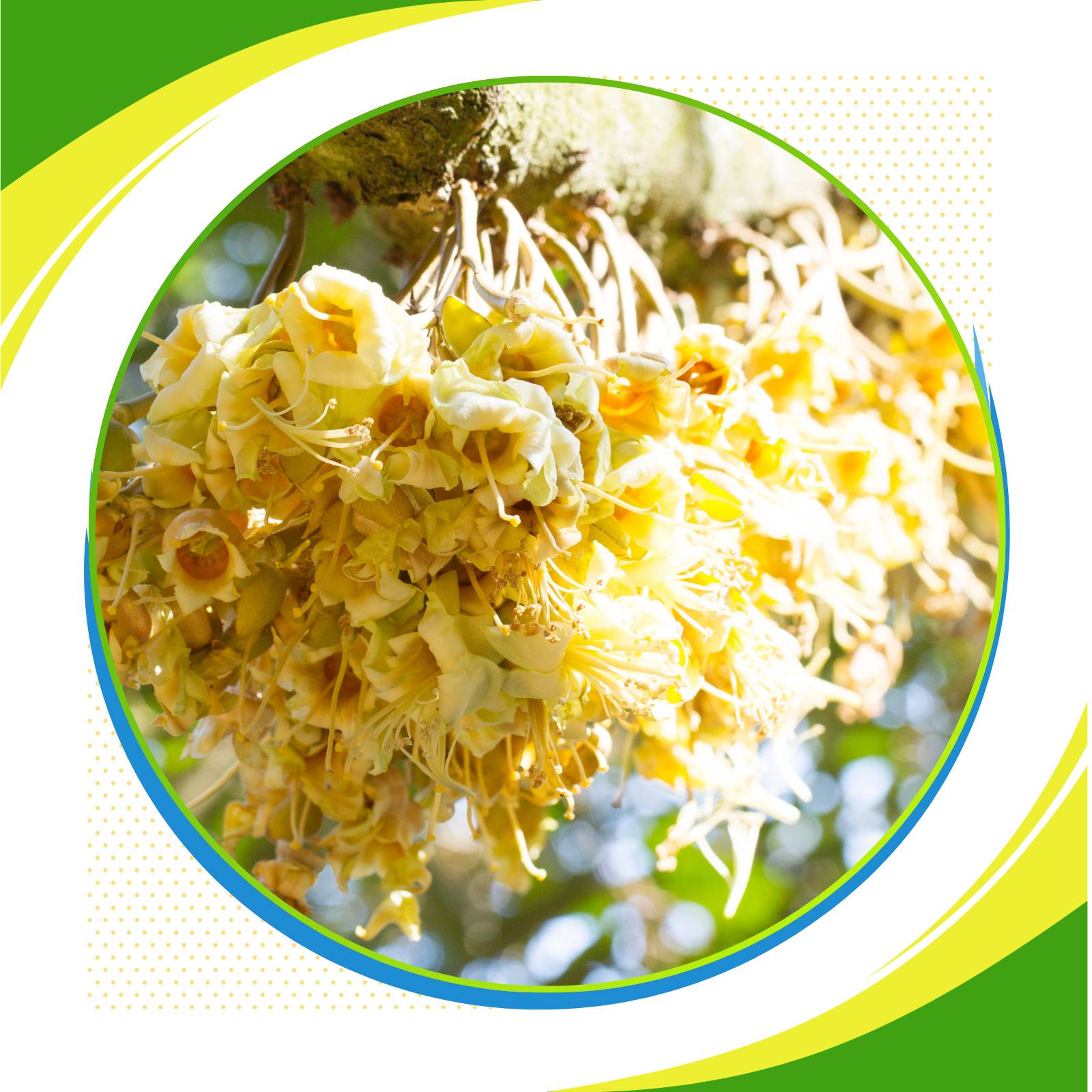 Dinh dưỡng cây trồng