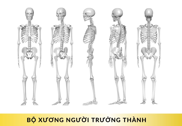 cấu tạo xương người