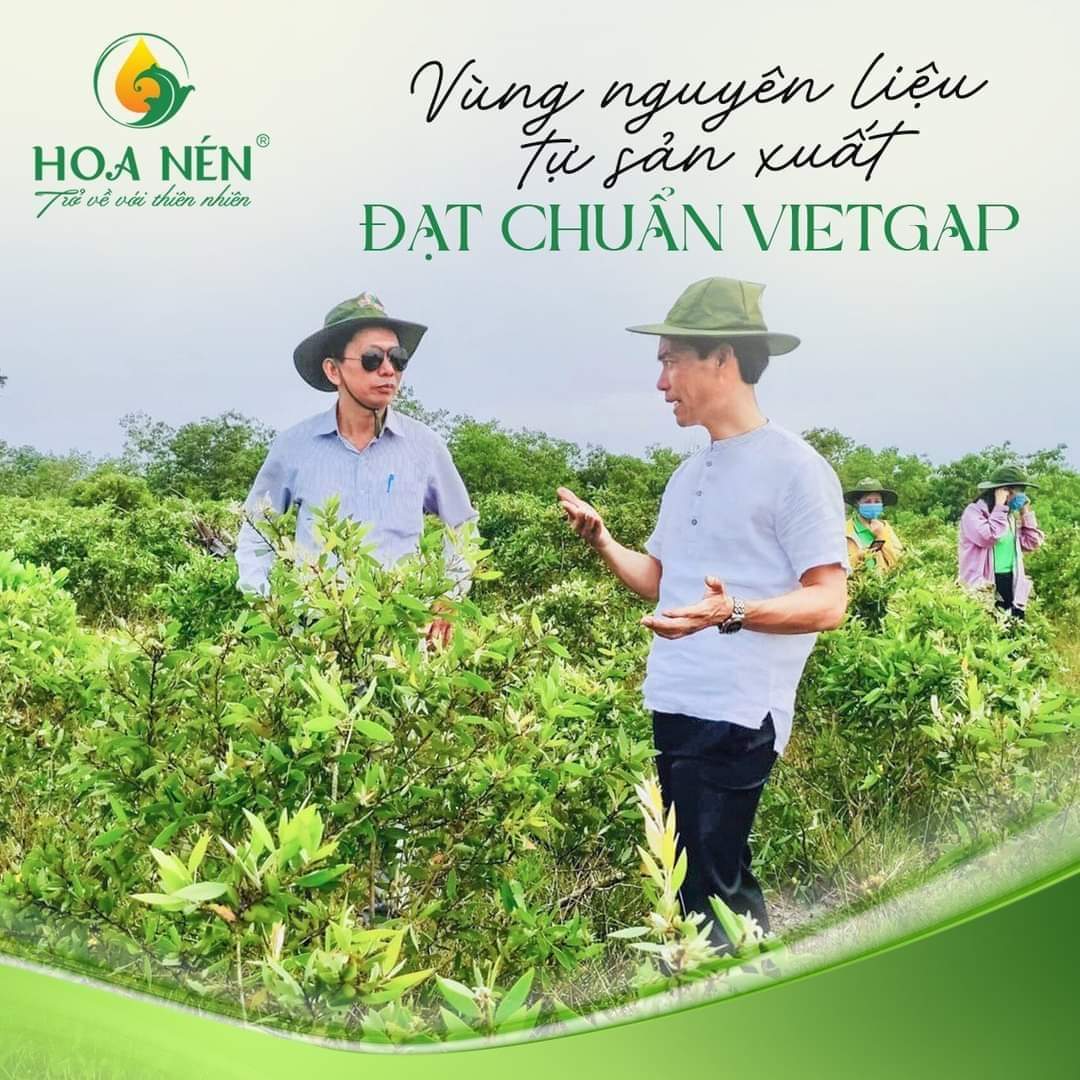 tinh dầu tràm Hoa nén 100ml