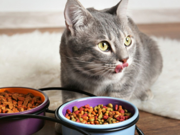 Mèo thích ăn gì? 9 loại thức ăn mèo thích ăn nhất