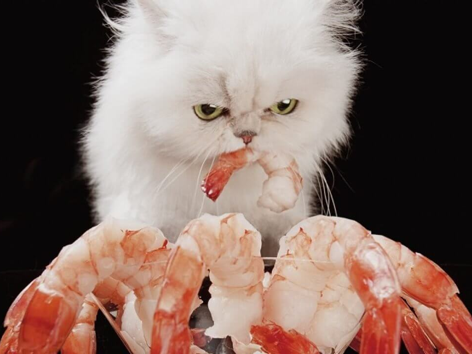 Mèo có ăn được tôm không? Cần lưu ý gì khi cho mèo ăn tôm