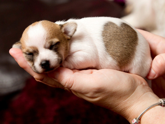 Cách chăm sóc chó con mau lớn, khỏe mạnh cho người mới nuôi chó