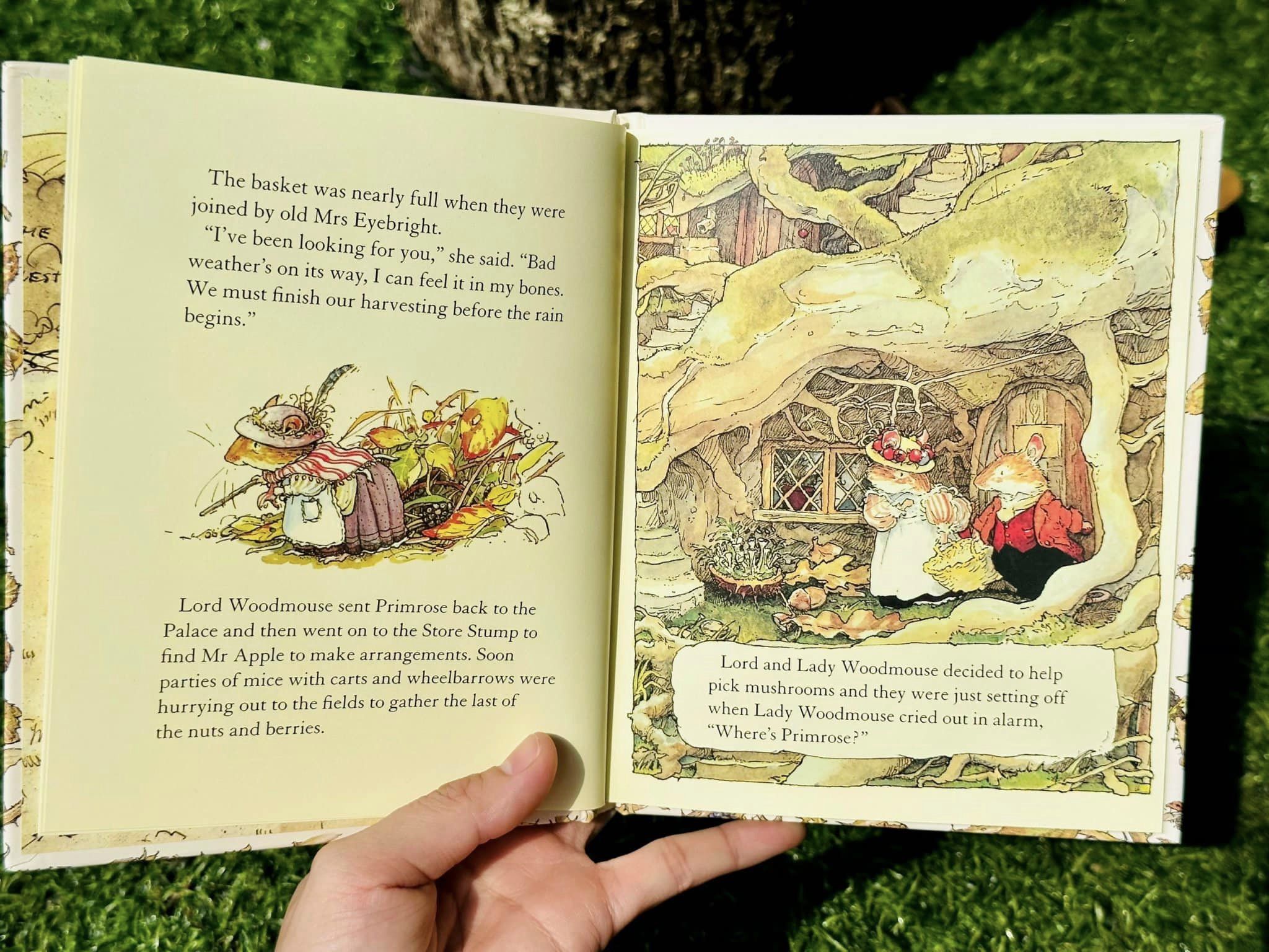 The Brambly Hedge Library Collection - Miền dâu dại (sách nhập) - 8 quyển Full boxset