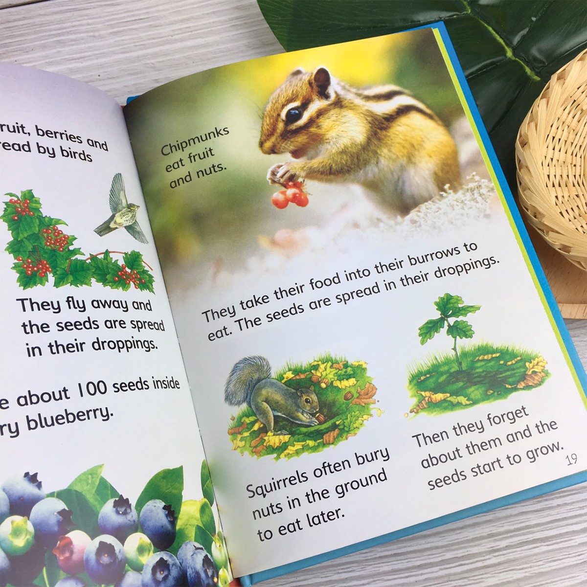 Usborne Biginners Nature (Sách nhập) - 10 quyển