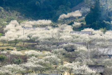 Top Mẹo Hay Khi Đi Du Lịch Mộc Châu