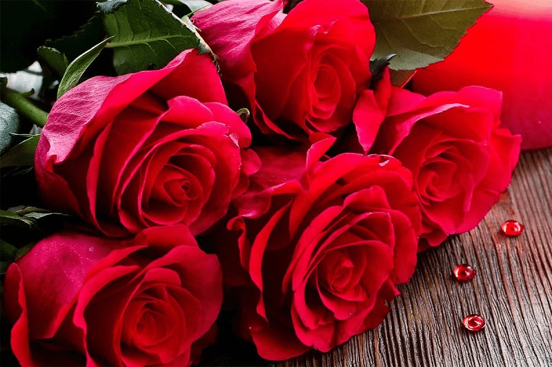 Hoa hồng là biểu tượng của tình yêu