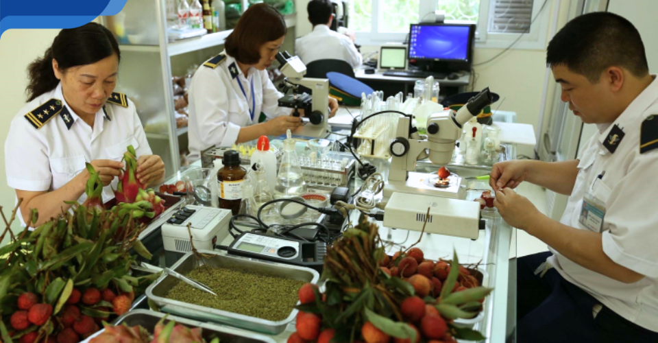 Quy trình xin giấy kiểm dịch thực vật cho hàng hóa xuất khẩu