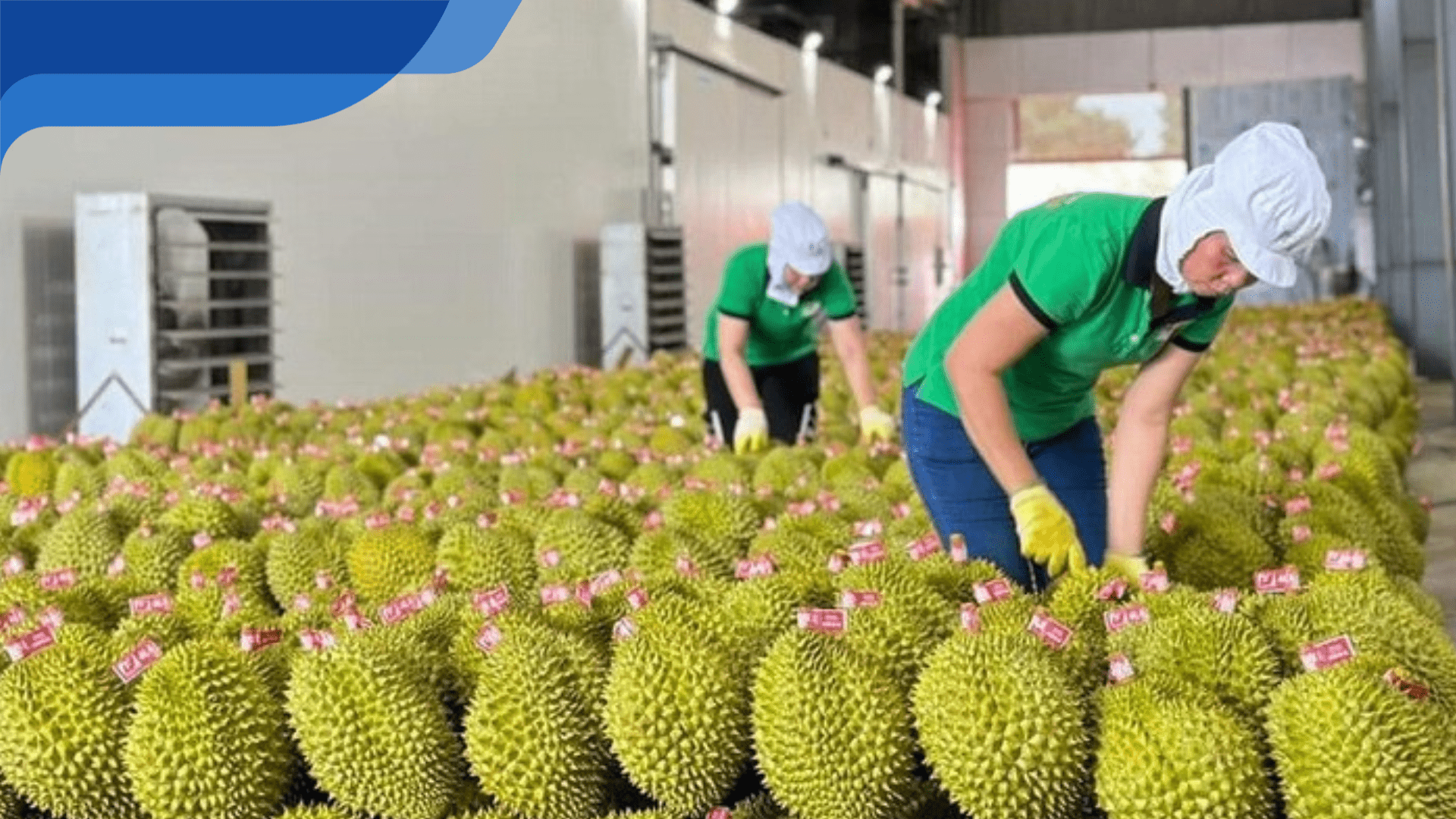 xuất keo nha cai euro nông sản