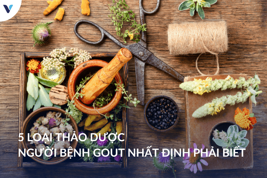 5 loại thảo dược người bệnh gout nhất định phải biết