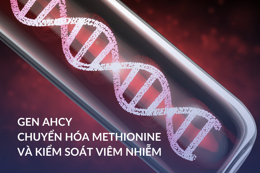 Gen AHCY - Chuyển hóa Methionine và kiểm soát viêm nhiễm