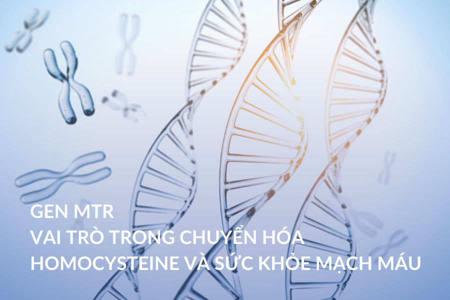 Gen MTR – Vai trò trong chuyển hóa Homocysteine và Sức khỏe mạch máu