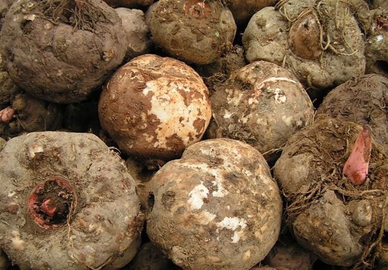 Glucomannan là gì? Glucomannan có giúp giảm cân không?