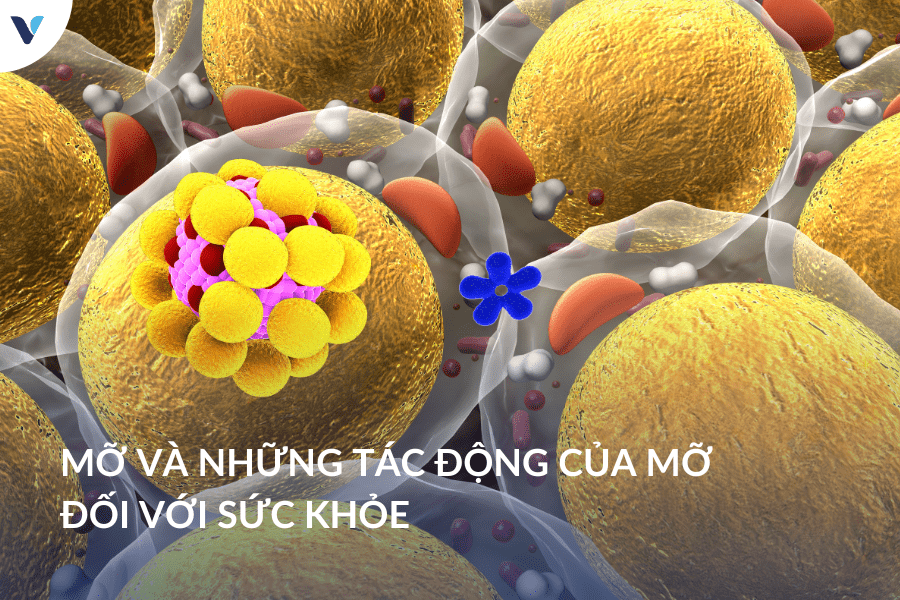 Mỡ và những tác động của mỡ đối với sức khỏe