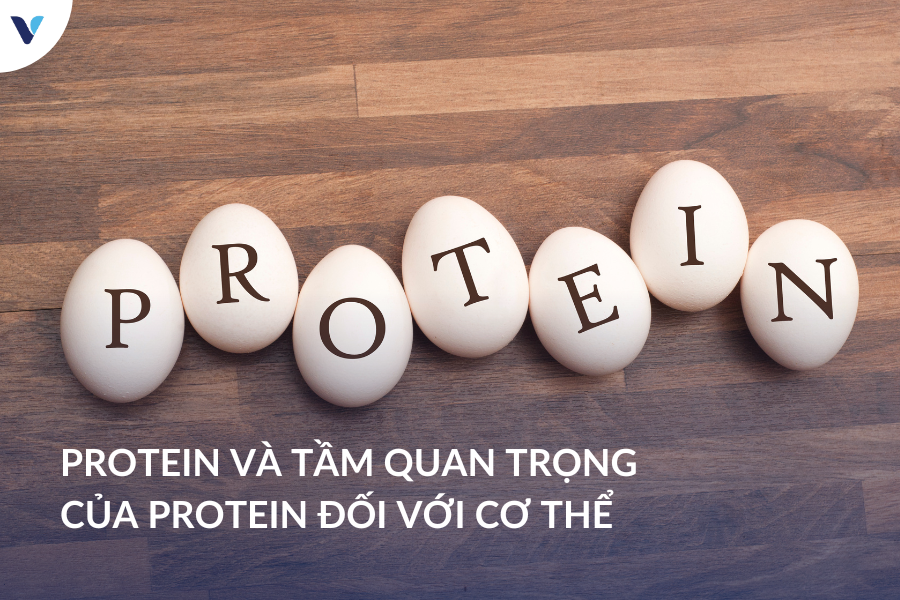 Protein và Tầm quan trọng của protein đối với cơ thể